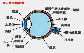 加齢黄斑変性